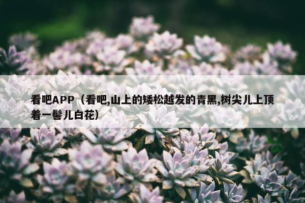 看吧APP（看吧,山上的矮松越发的青黑,树尖儿上顶着一髻儿白花）
