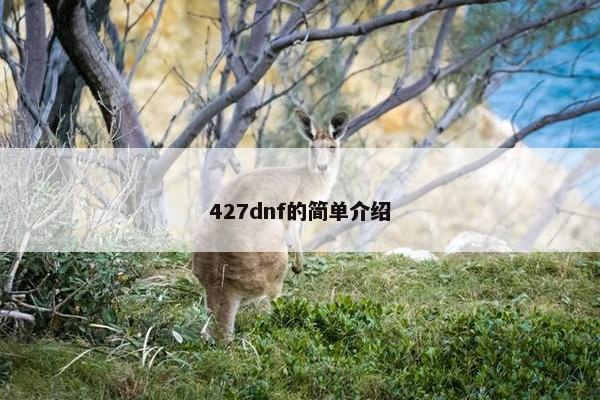 427dnf的简单介绍