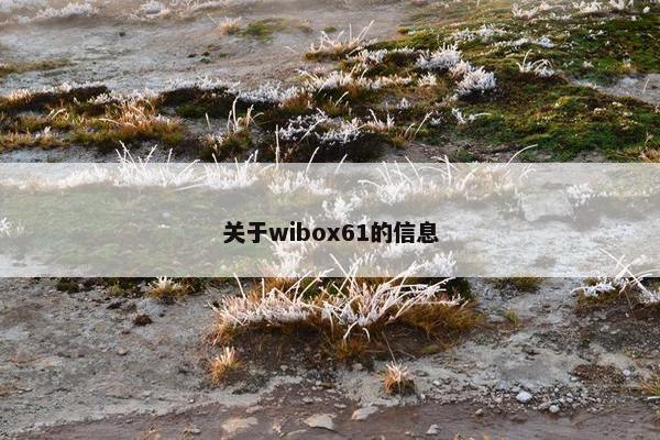 关于wibox61的信息