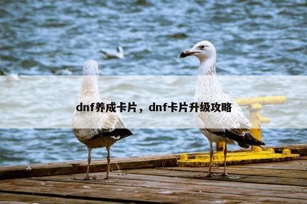 dnf养成卡片，dnf卡片升级攻略