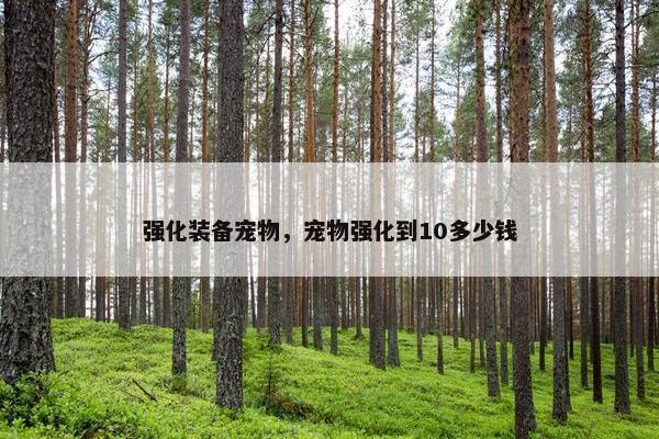 强化装备宠物，宠物强化到10多少钱